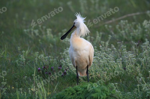 Preview: Eurasian Or Common Spoonbill In Nature Island Texel,Holland