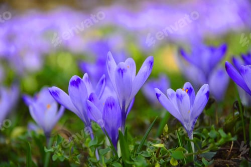 Preview: Beautiful Spring Crocus Flowers