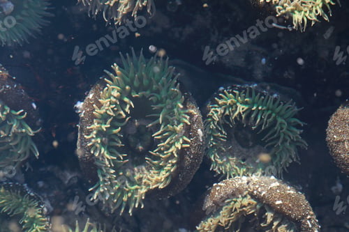 Preview: A Tidal Pool Filled With Sea Anemones And Mussels On The West Coast Oregon Usa