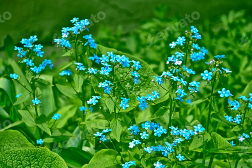 Preview: Me-Nots Wildflowers On The Background Of The Summer Landscape.