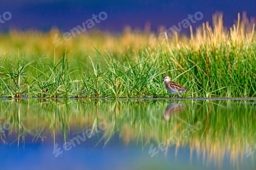 Preview: Wetland And Water Bird. Green Nature Background. Bird: Little Stint.