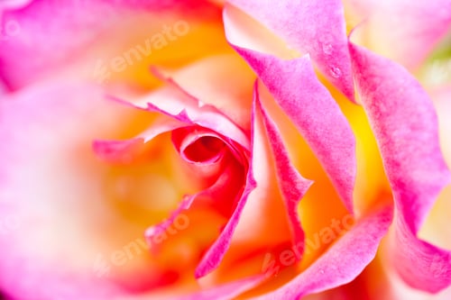 Preview: Extreme Close-up of Pink and Orange Rose Petals