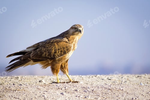 Preview: Wild Bird Hawk Blue Sky Background Long-Legged Buzzard / Buteo Rufinus