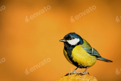 Preview: Cute Little Bird. Clean Background. Yellow Nature Background. Common Bird Great Tit.