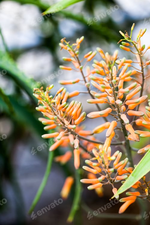 Preview: Aloe Vera Flower With Details