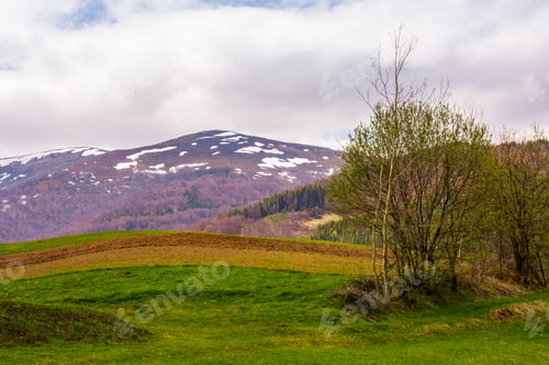 Preview: Agricultural Field And Small Orchard On Hillside In Springtime. Lovely Rural Scenery In Mountainous