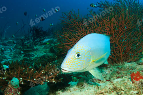 Preview: Silver Sweetlips Fish