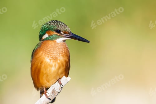 Preview: Cute Little Colorful Bird. Kingfisher. Green Yellow Nature Background. Bird: Common Kingfisher