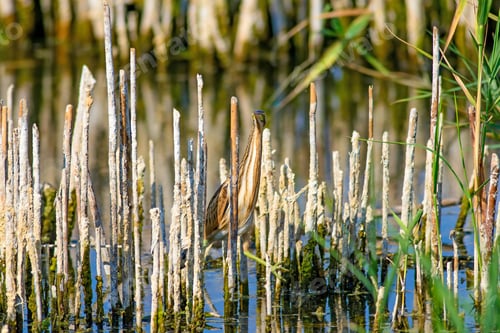 Preview: Heron And Habitat. Lake Reeds Background. Camouflage Animal. Bird: Common Squacco Heron. Ardeola