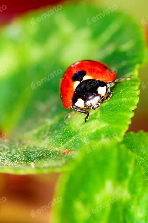 Preview: Cute Lady Bird. Natural Red Background. Ladybug.