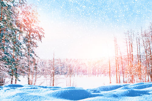 Preview: Blur. Falling Snowflakes. Frozen Winter Forest With Snow Covered Trees. Outdoor