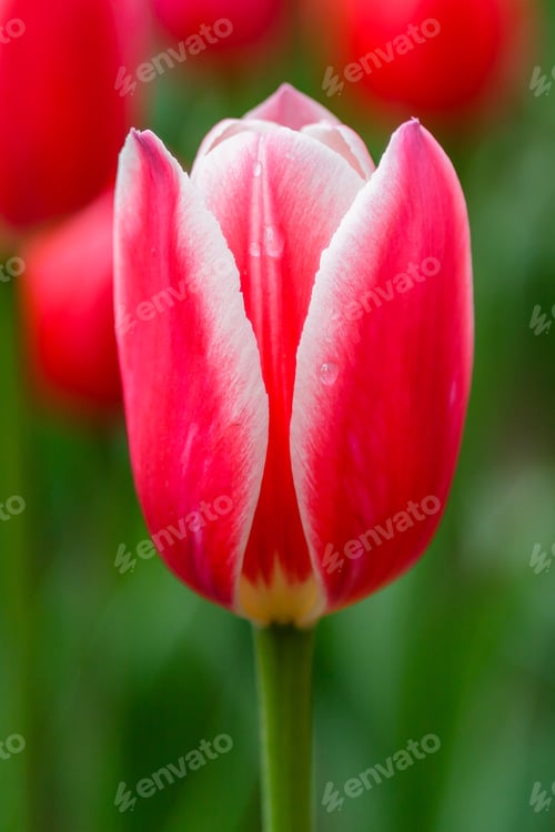 Preview: Red And White Flower Of Tulip Sort Candy Apple Delight. Hybrids Of Tulips - A Beautiful Spring