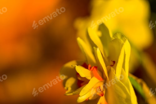 Preview: Yellow Huge Bright Daffodils