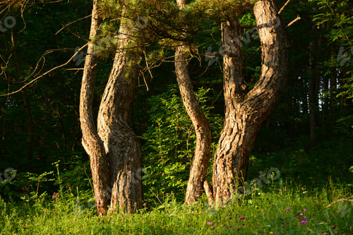 Preview: Sunlight Pine Trees In A Forest Thicket