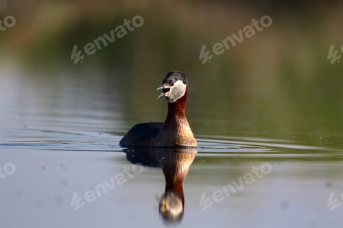 Preview: Swimming Bird. Nature Background. Bird: Red Necked Grebe. Podiceps Grisegena.