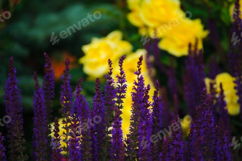 Preview: Salvia Nemorosa 'Caradonna'