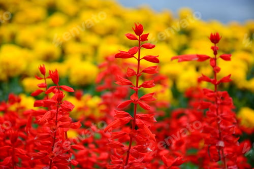 Preview: Salvia Splendens (Scarlet Sage)