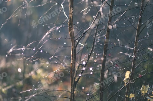 Preview: Forest Details In Late Autumn At Countryside With Tree Trunks, Colored Leaves And Empty Branches In