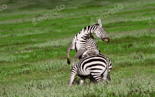 Preview: Zebras In The Ngorongoro Crater, Tanzania