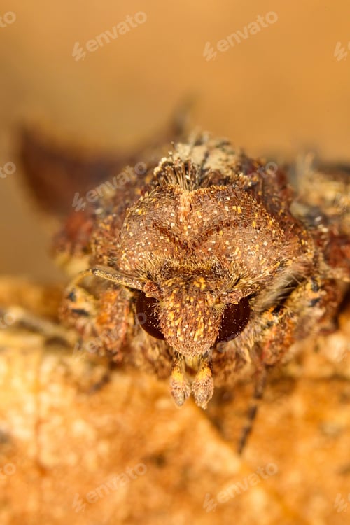 Preview: Portrait Head Of Clothes Moth. Macro Photography. Natural Yellow Background.