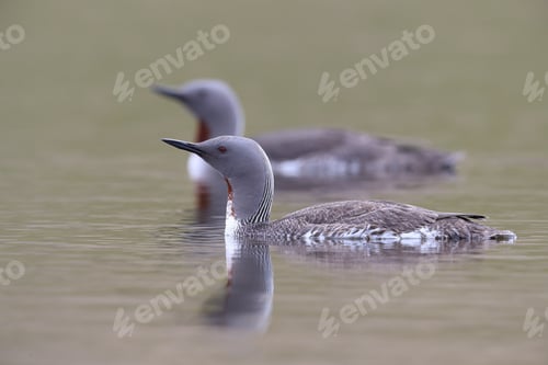 Preview: Red-Throated Loon (North America) Or Red-Throated Diver (Britain And Ireland) Iceland