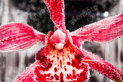 Preview: Abstract Underwater Composition With Blurry Orchid Petals, Bubbles And Light