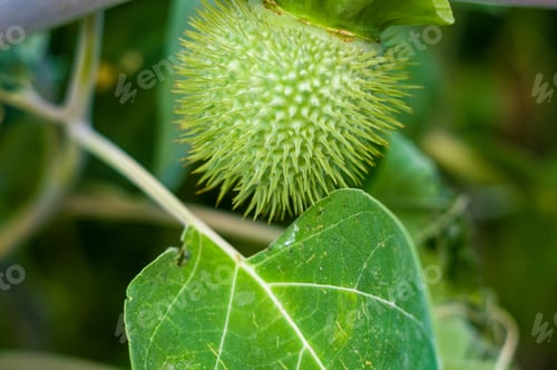 Preview: Devil'S Trumpet, Datura Metel, In The Garden, Close Up.