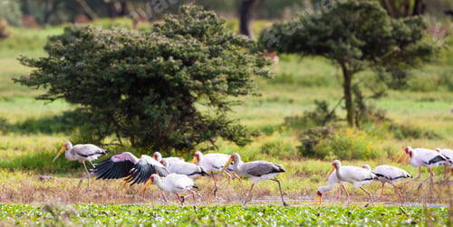 Preview: Yellow-Billed Storks (Mycteria Ibis) At Lake Naivasha, Kenya