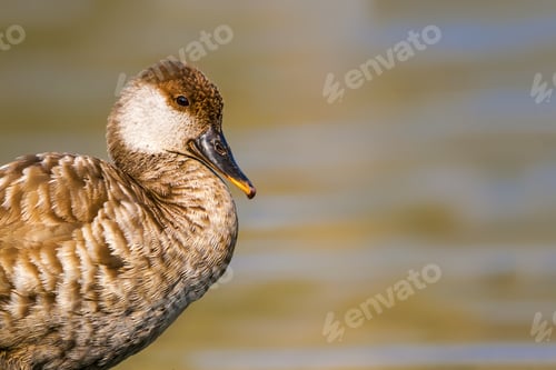 Preview: Portrait Of Duck. Colorful Nature Background. Duck: Red Crested Pochard.