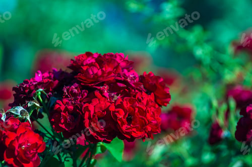 Preview: Red Rose Flower. Nature. Close Up, Selective Focus
