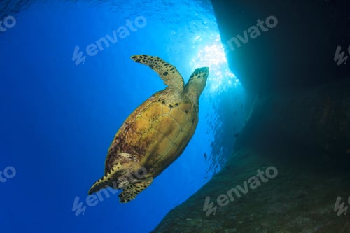 Preview: Hawksbill Sea Turtle