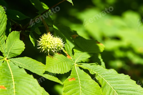 Preview: Horse-Chestnuts On Conker Tree Branch - Aesculus Hippocastanum Fruits In Autumn