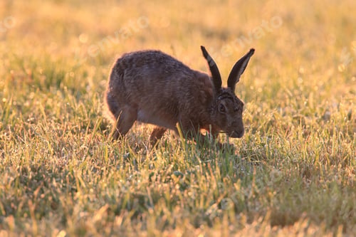 Preview: European Brown Hare (Lepus Europaeus)