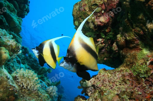 Preview: Pair Of Red Sea Bannerfish (Heniochus Intermedius)