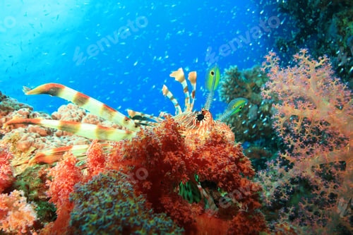 Preview: Lionfish,Soft Corals And Glassfish