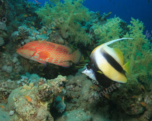 Preview: Red Sea Bannerfish And Coral Grouper
