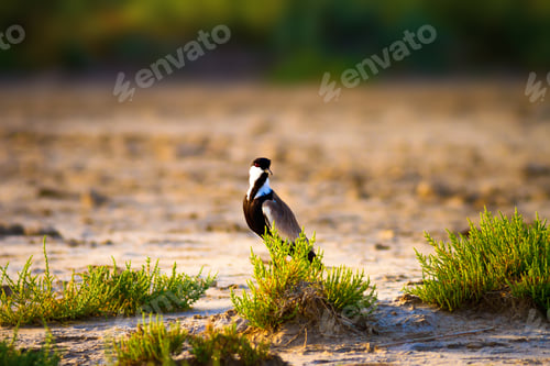 Preview: Dry Lake Bed And Bird.