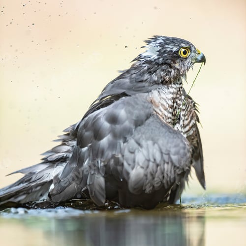 Preview: Sparrowhawk Bathing In Pond In Forest.