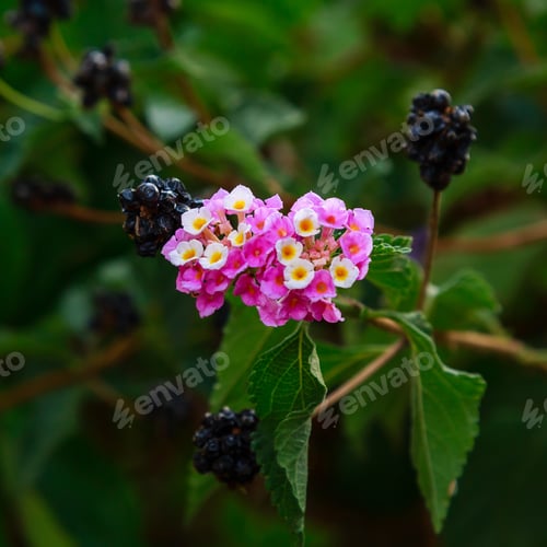 Preview: A Beautiful Flowers And Seed Of A Tropical Plant Lantana Camara. Bright Summer Floral Background