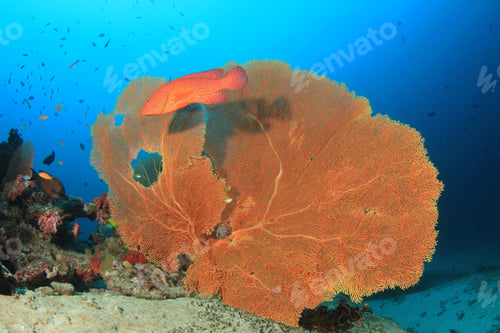 Preview: Fan Coral And Fish