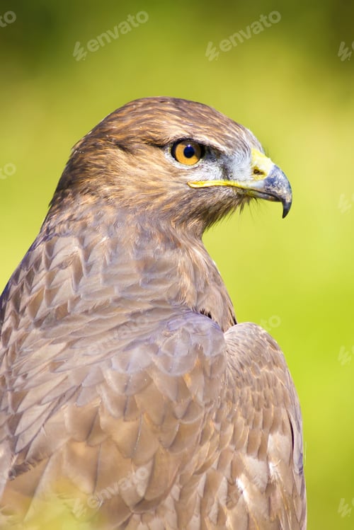 Preview: Bird Of Prey. Buzzard Portrait. Green Nature Background.