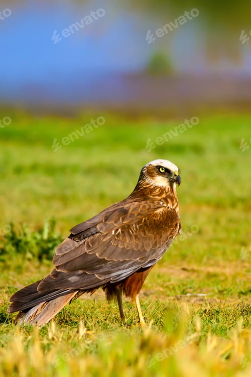 Preview: Hawk. Natural Background.