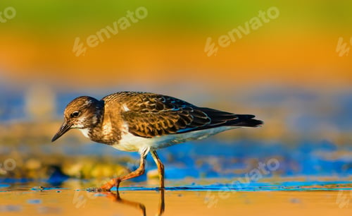 Preview: Common Bird Ruddy Turnstone Arenaria Interpres. Nature Background.