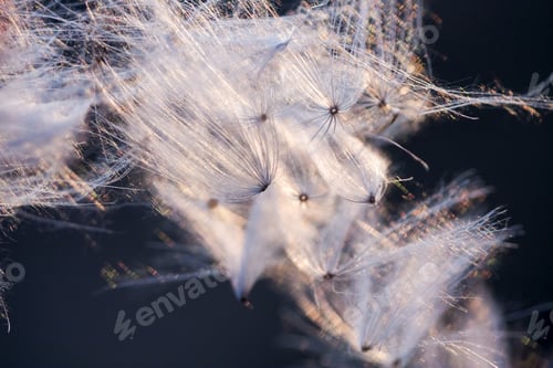 Preview: Abstract Composition With Dried Plants Seeds. Looks Like Dandelion Seeds