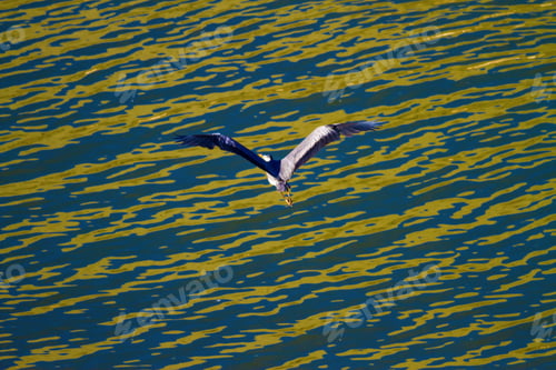 Preview: Flying Heron. Water Background. Grey Heron / Ardea Cinerea