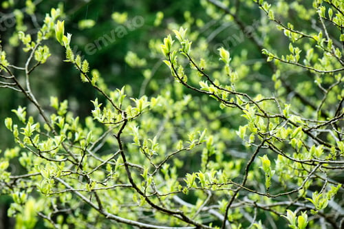 Preview: Green Leaves On A Bed Of Green Bush With Flowers And Tree Branches In The Rain