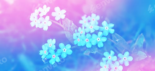 Preview: Me-Nots Wildflowers On The Background Of The Summer Landscape.