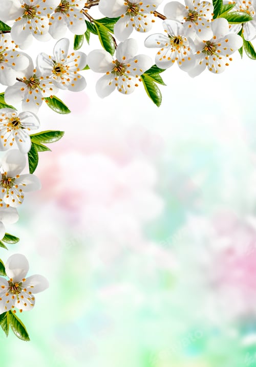 Preview: Spring Landscape. Blooming Cherry. Flowering Garden.