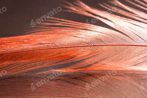 Preview: Colorful Rooster Feather With Details And Reflexions