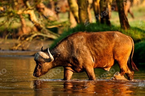 Preview: African Buffalo Crossing A River In The Lake Nakuru National Park - Kenya